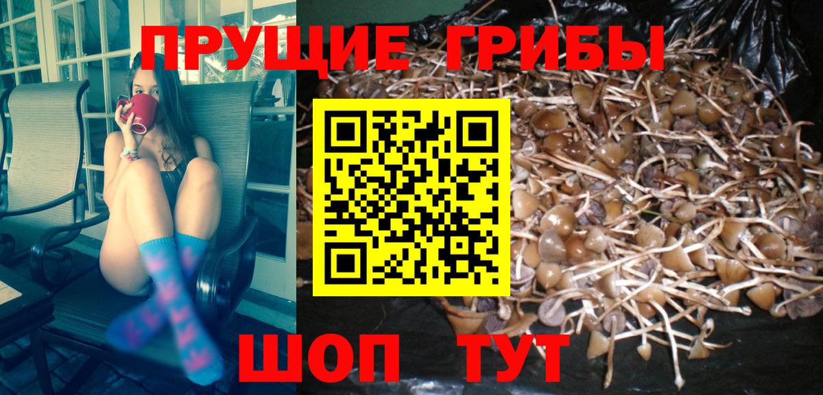 Псилоцибиновые грибы GOLDEN TEACHER  Вход с VPN  купить закладку  Жигулёвск 